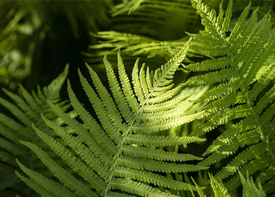 Dryopteris erythrosora