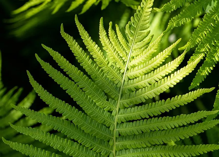 Dryopteris erythrosora