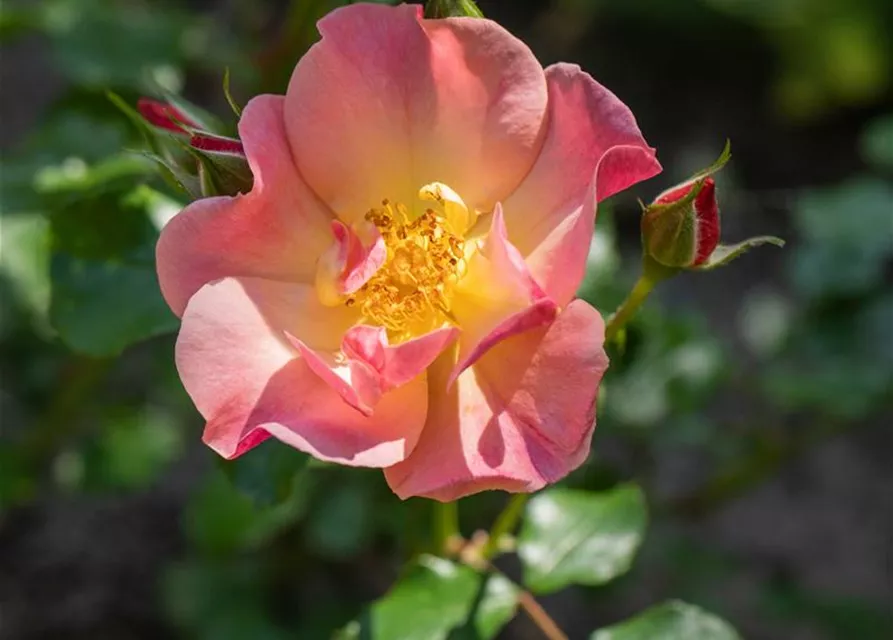 Kleinstrauchrose