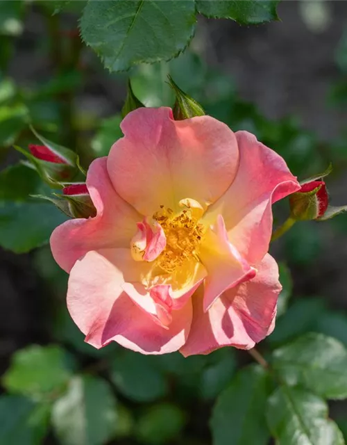 Kleinstrauchrose