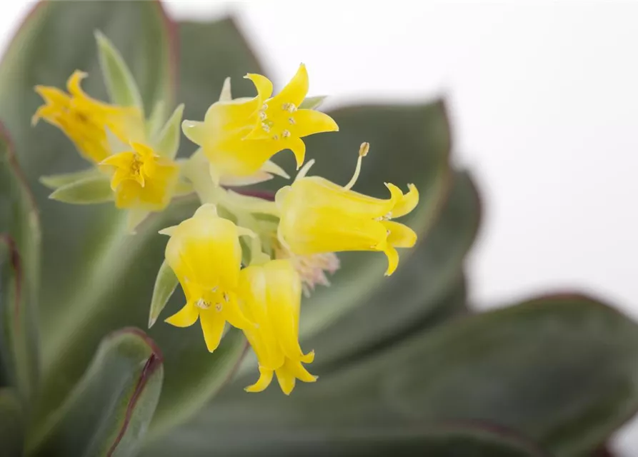 Echeveria