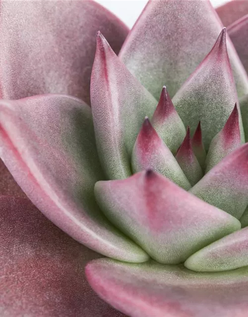 Echeveria