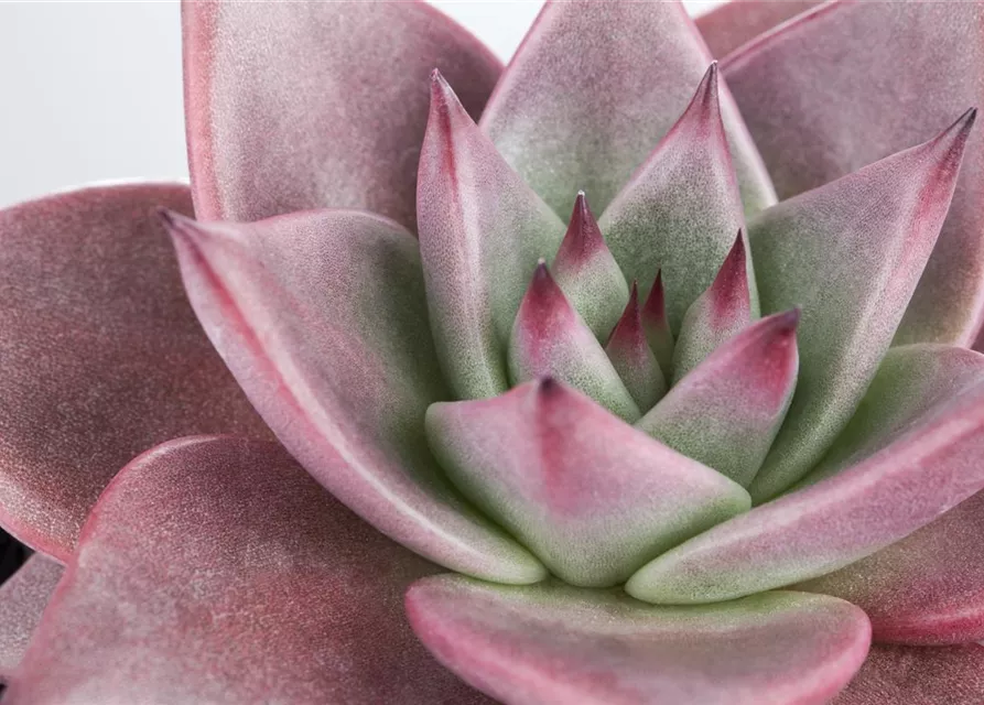 Echeveria