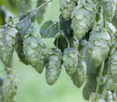 Humulus lupulus