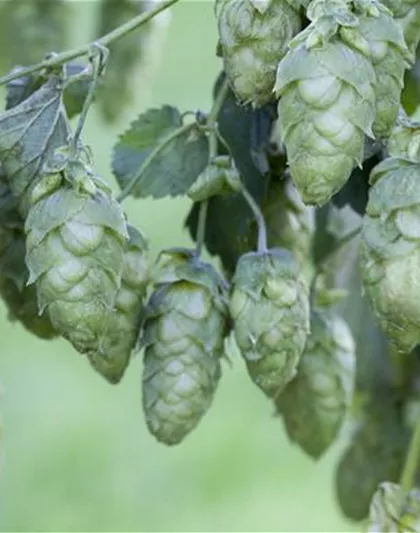 Humulus lupulus