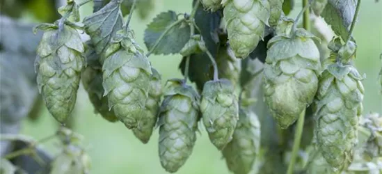 Humulus lupulus