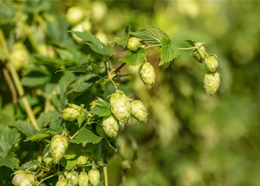 Humulus lupulus