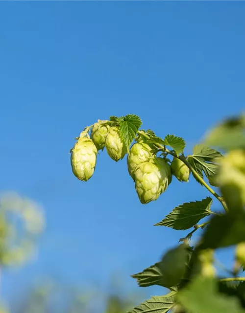 Humulus lupulus