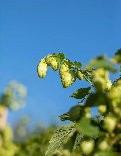 Humulus lupulus