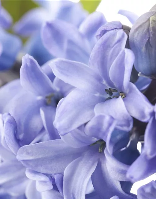 Hyacinthus orientalis