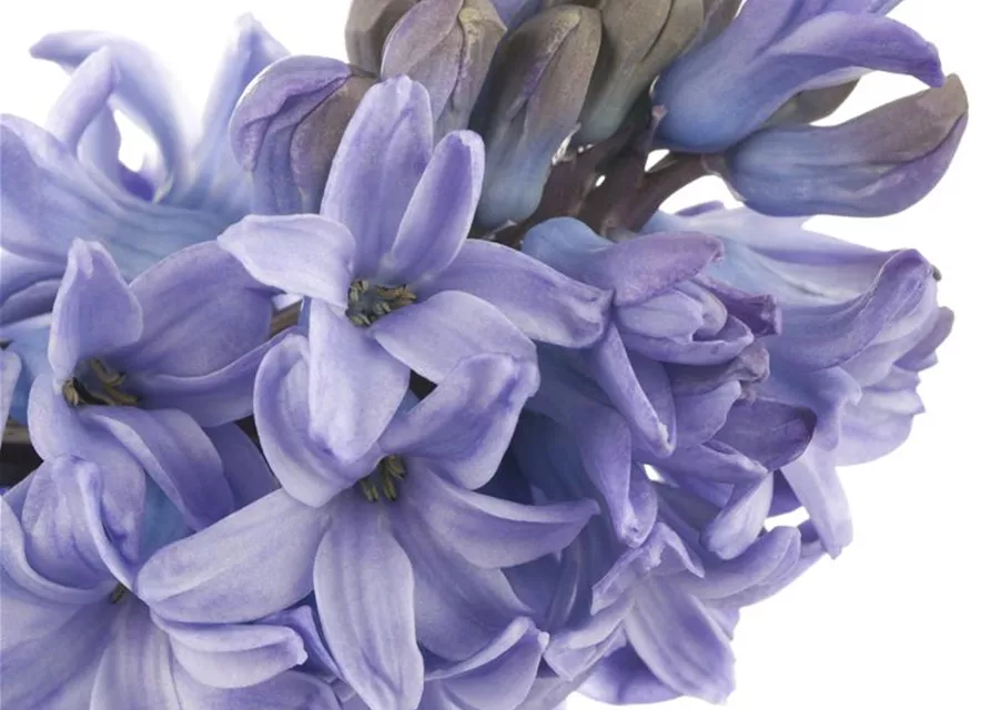 Hyacinthus orientalis