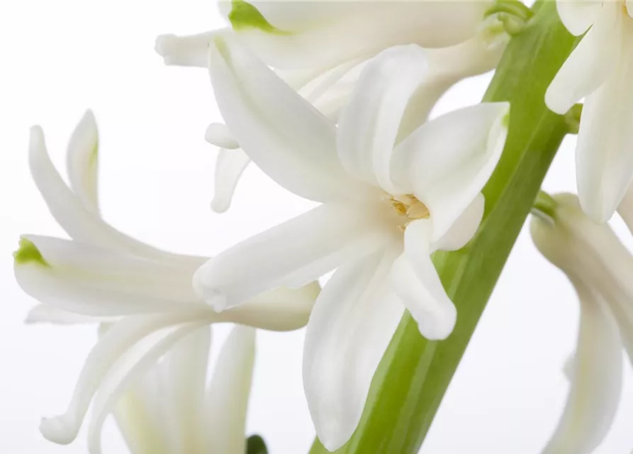 Hyacinthus orientalis