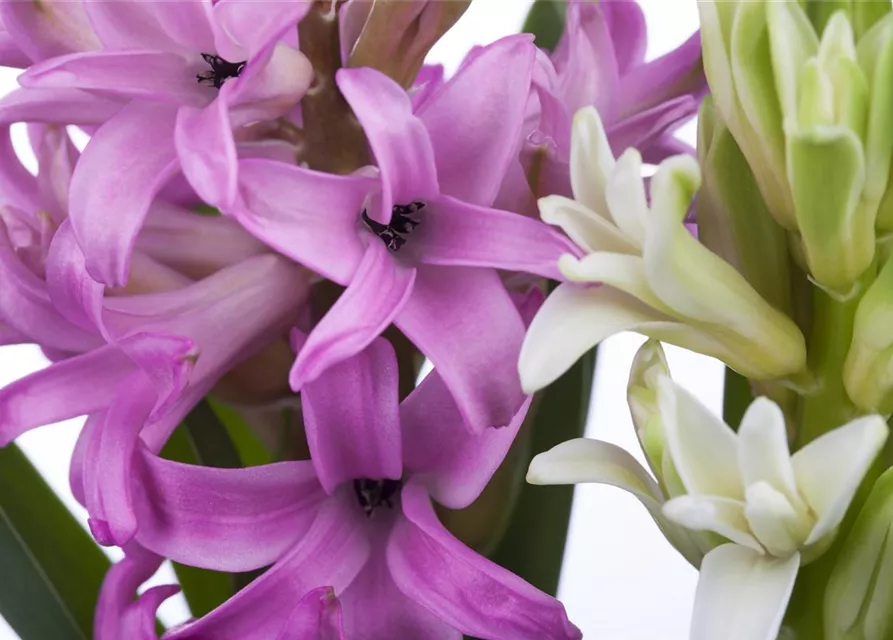 Hyacinthus orientalis