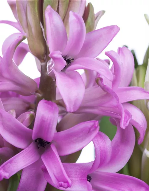 Hyacinthus orientalis