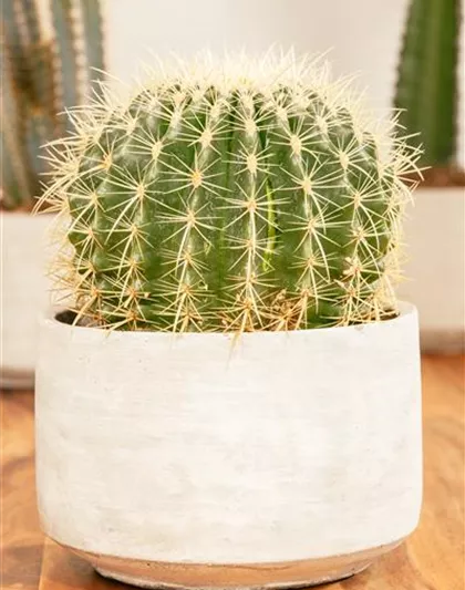 Echinocactus grusonii