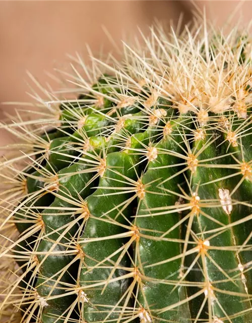 Echinocactus grusonii