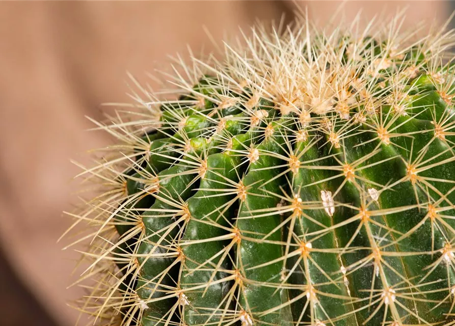 Echinocactus grusonii