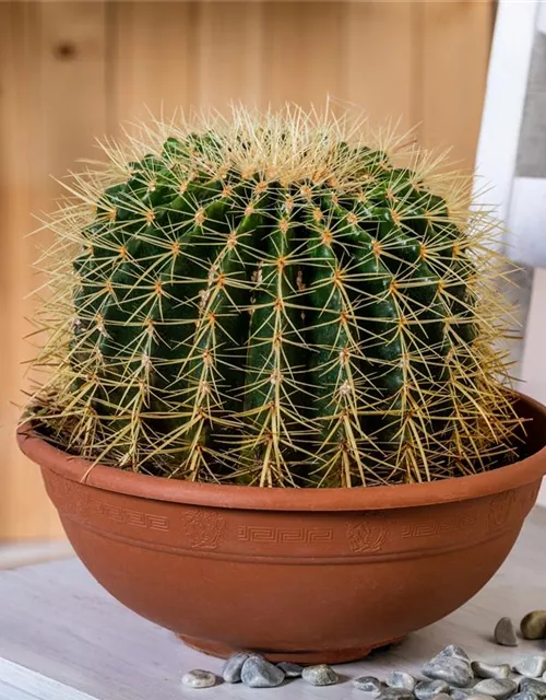 Echinocactus grusonii