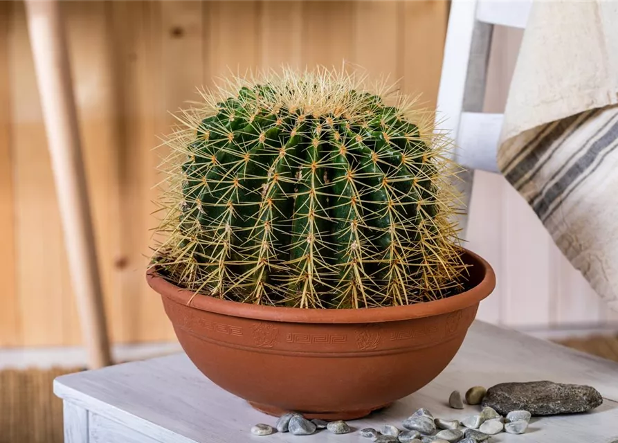 Echinocactus grusonii