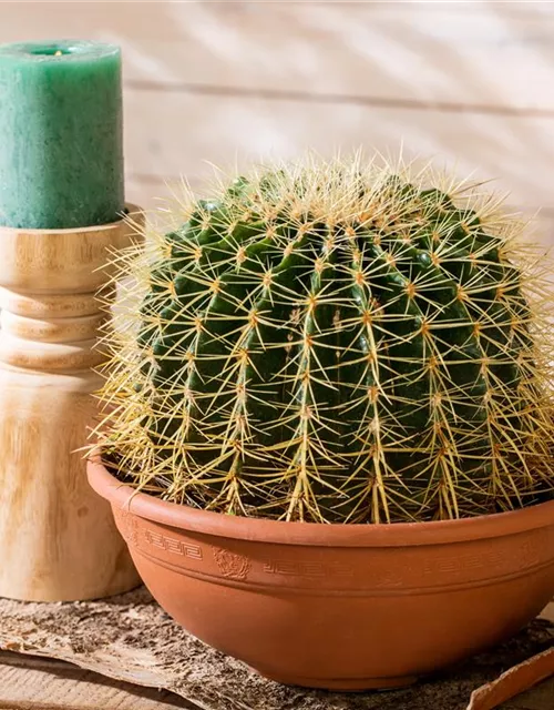 Echinocactus grusonii