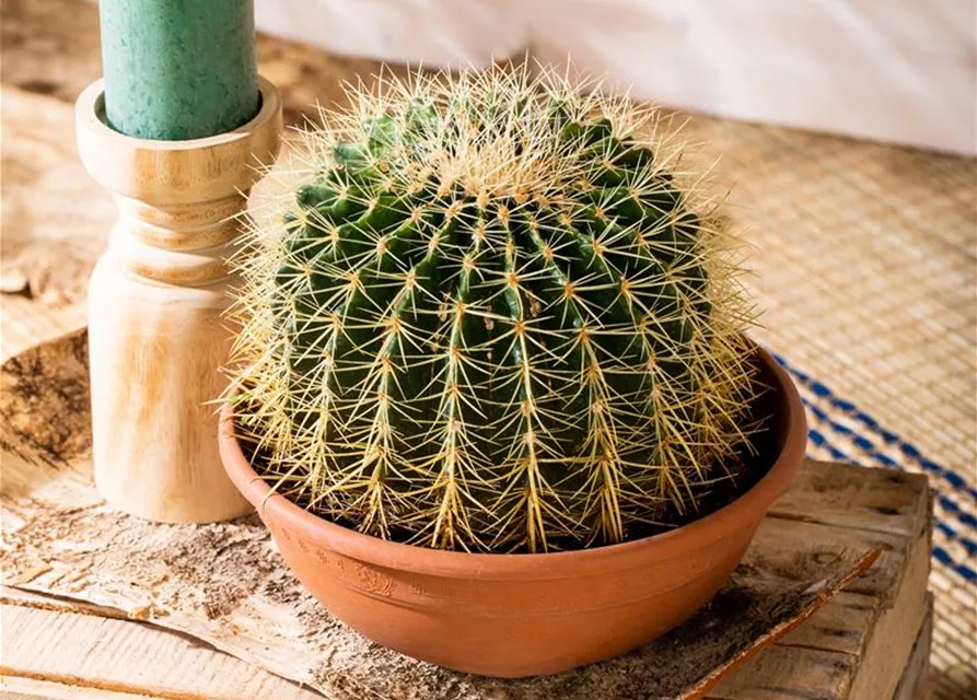 Echinocactus grusonii