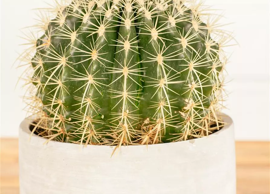 Echinocactus grusonii