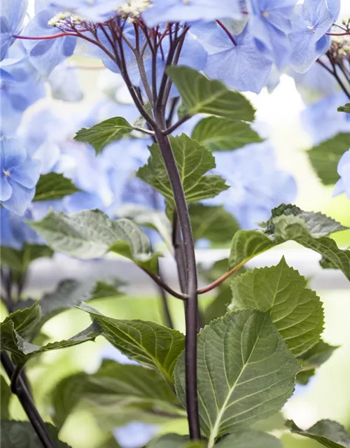 Hydrangea 'Black Steel'®