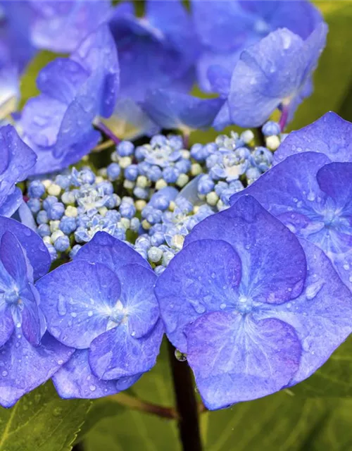 Hydrangea 'Black Steel'®