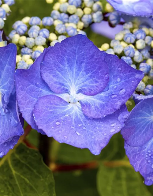 Hydrangea 'Black Steel'®