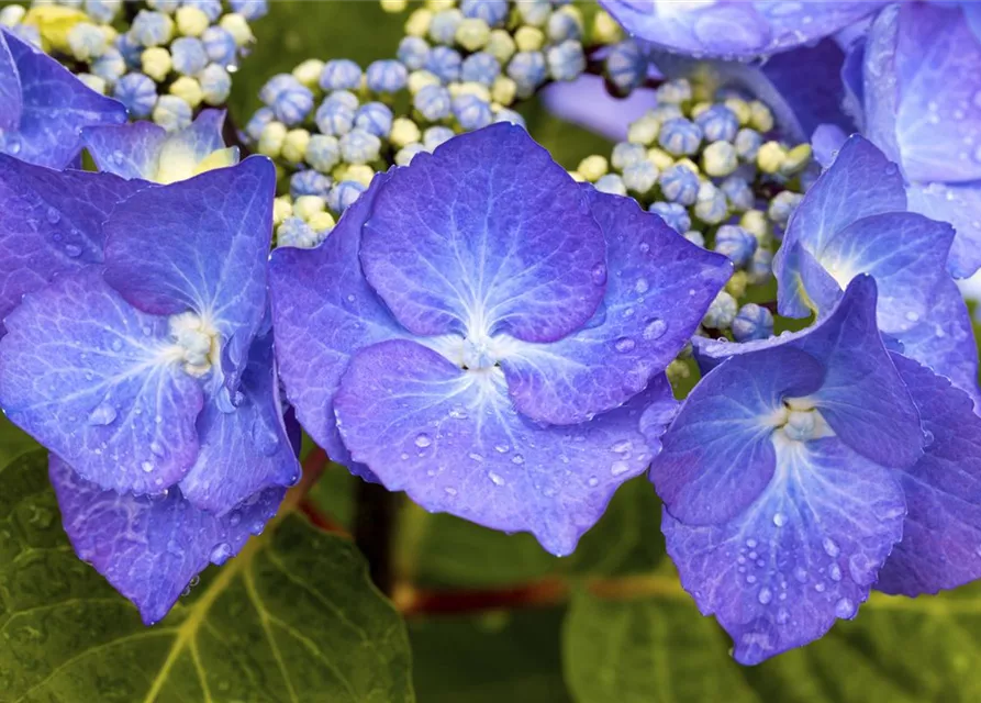 Hydrangea 'Black Steel'®