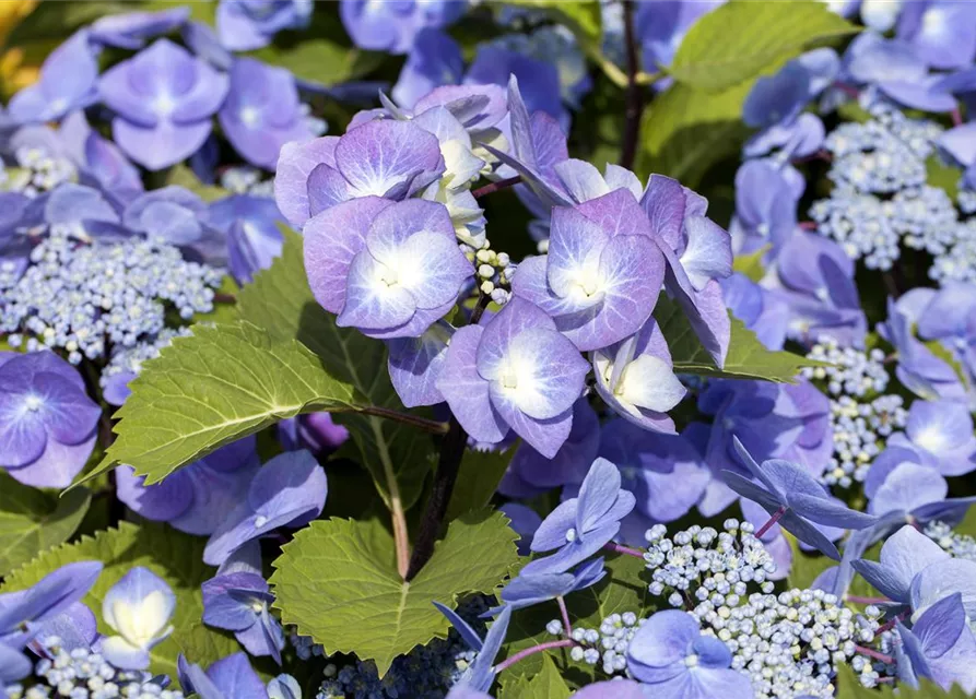 Hydrangea 'Black Steel'®