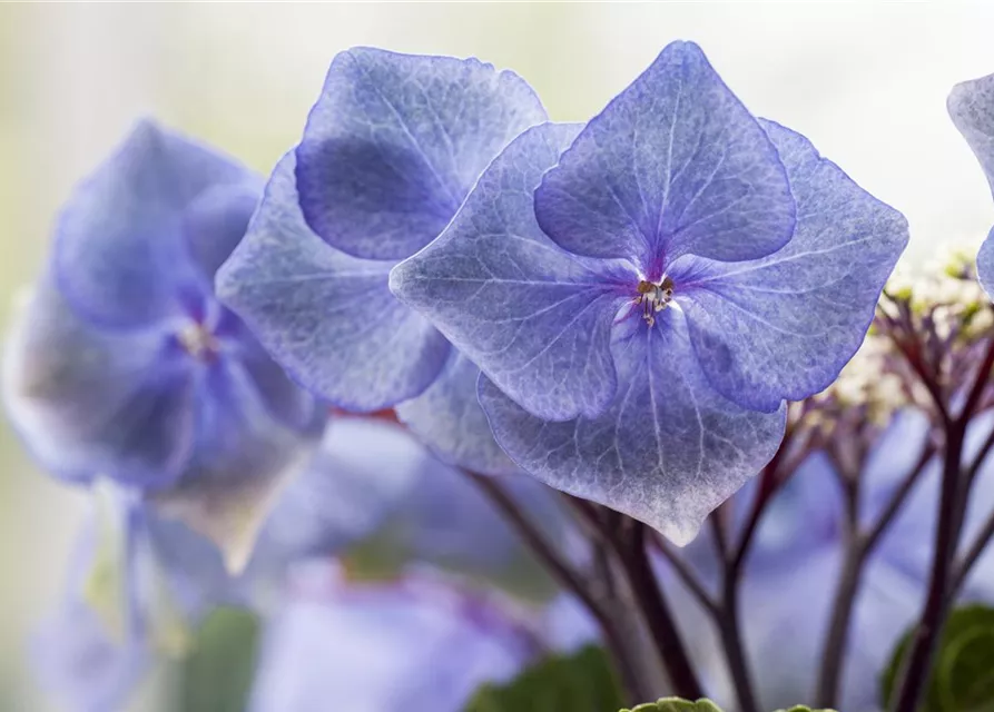 Hydrangea 'Black Steel'®