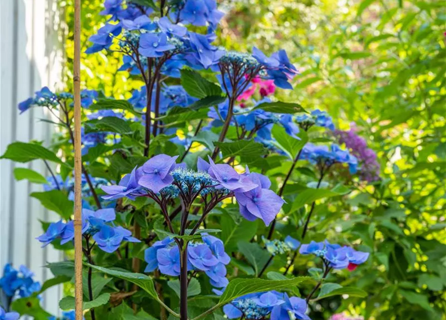 Hydrangea 'Black Steel'®