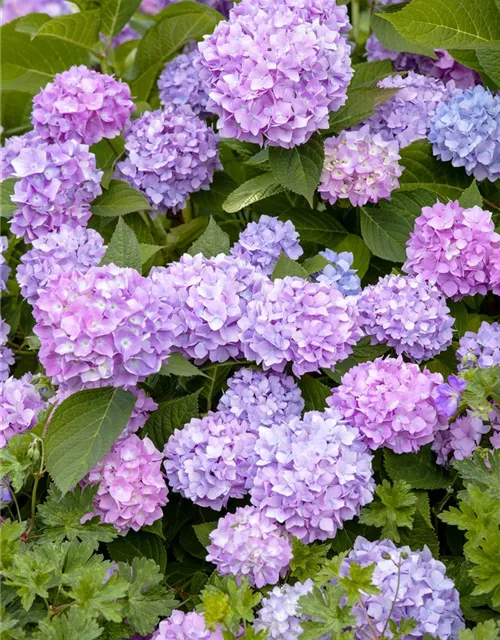 Hydrangea 'Endless Summer'®