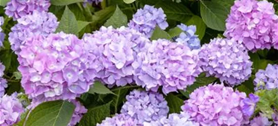 Hydrangea 'Endless Summer'®