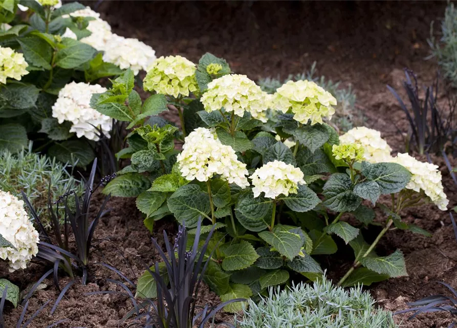 Hydrangea 'Endless Summer'®