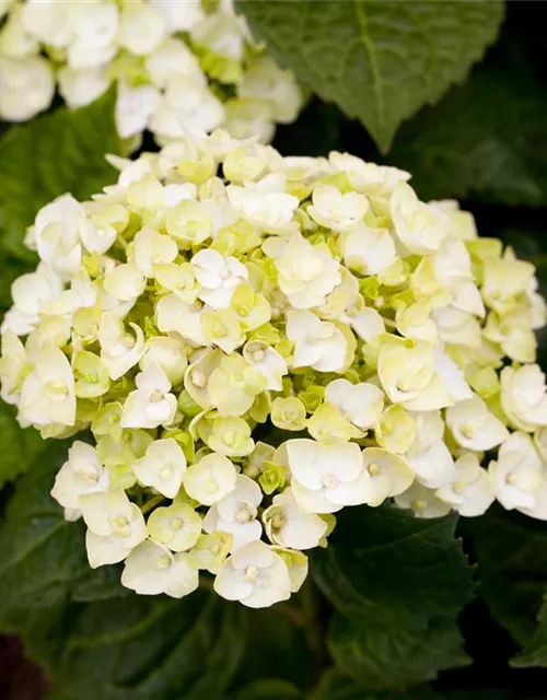 Hydrangea 'Endless Summer'®