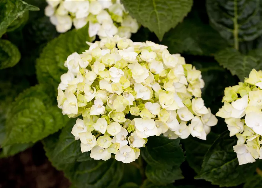 Hydrangea 'Endless Summer'®