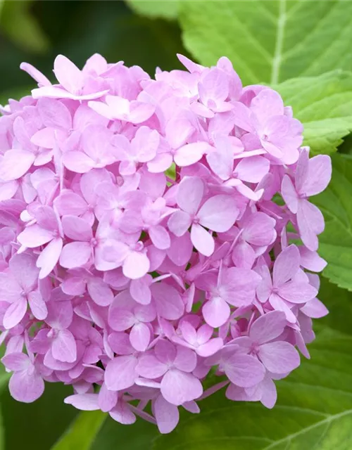 Hydrangea 'Endless Summer'®