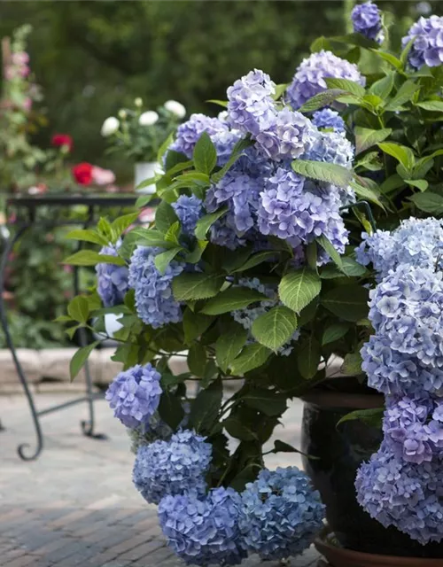 Hydrangea 'Endless Summer'®