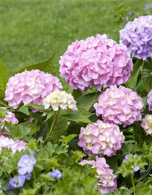 Hydrangea 'Endless Summer'®