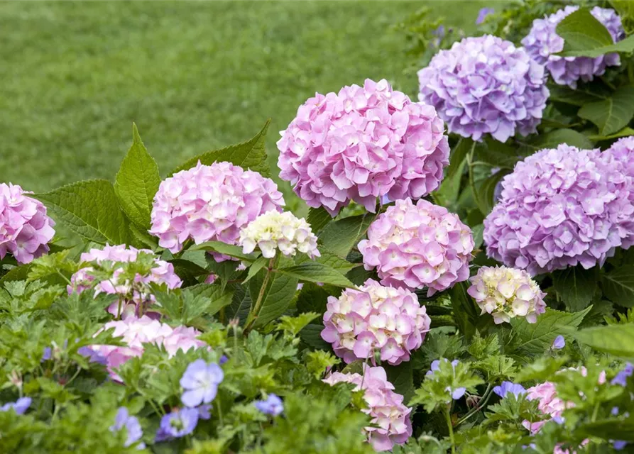 Hydrangea 'Endless Summer'®