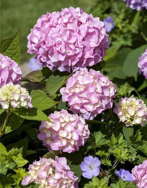 Hydrangea 'Endless Summer'®