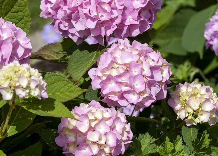 Hydrangea 'Endless Summer'®