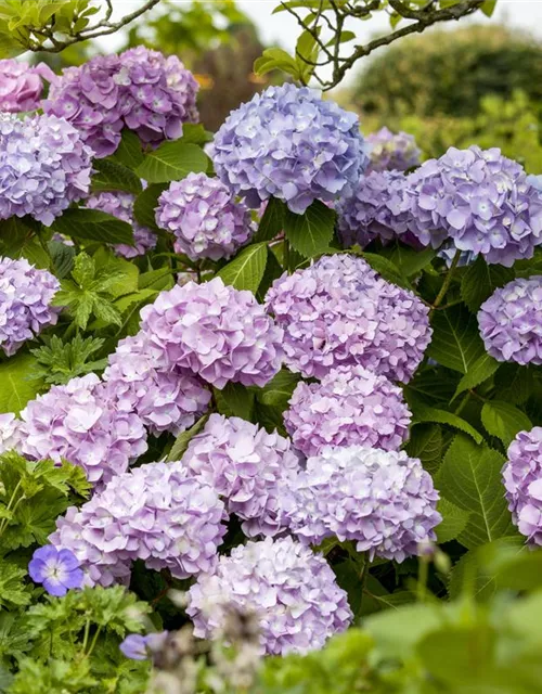 Hydrangea 'Endless Summer'®