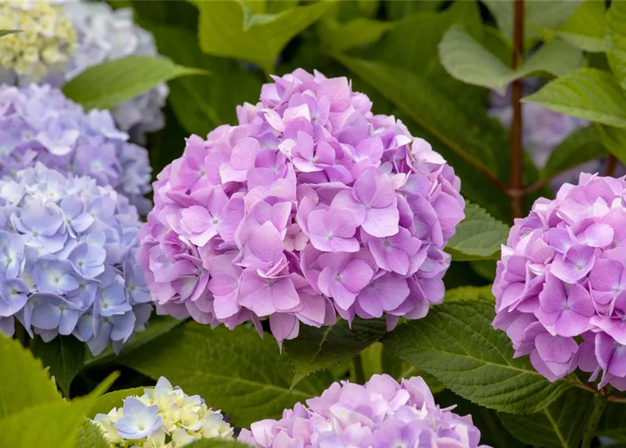 Hydrangea 'Endless Summer'®