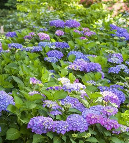 Hydrangea macrophylla