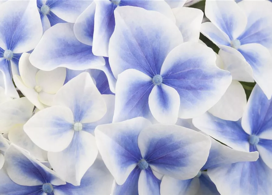 Hydrangea macrophylla