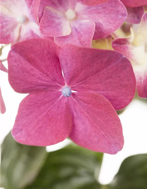 Hydrangea macrophylla