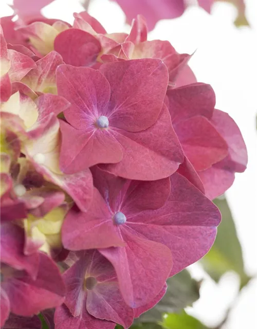 Hydrangea macrophylla